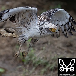 上と同個体。どうでもいいですが、SONYのα1は、この距離に来てもピントを外しませんね。