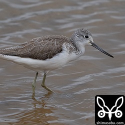 アオシギ第1回冬羽。
