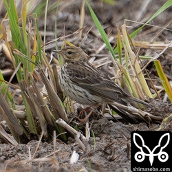 ムネアカタヒバリ第1回冬羽。