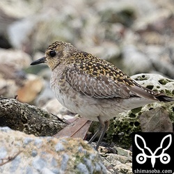 ムナグロ第1回冬羽。