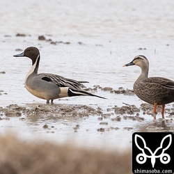 オナガガモのオス(左)とカルガモ。