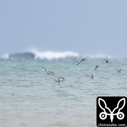 ハヤブサに驚いて飛び回るオオメダイチドリとメダイチドリ。
