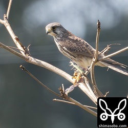 やけに細身で小柄なのチョウゲンボウ幼鳥。一瞬、アレかと思いました。^^;