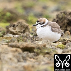 もう夏羽に変わりつつあるシロチドリのオス。