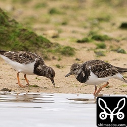 キョウジョシギは石をひっくり返して餌探しするほかに、デトリタスのようなものも食っていた。