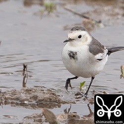 上と同個体。エプロンが小さいですね。
