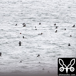 キンクロハジロ150羽の群れにホシハジロが10羽合流。