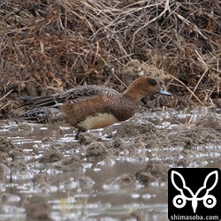 ヒドリガモのメス非生殖羽。