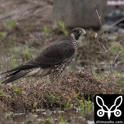 ハヤブサ幼鳥。
