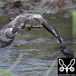 カンムリワシの幼鳥。水路をこちらへ向かって飛んできました。