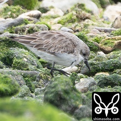 現場ではヨーロッパトウネンと思っていましたがトウネンのようです。