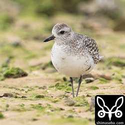 ダイゼン冬羽。