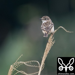 ノビタキのメス。