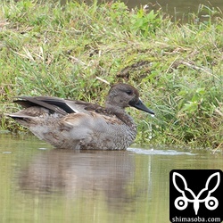 ヨシガモのオス。幼羽から第1回生殖羽へ換羽中。