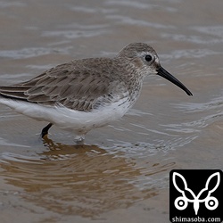 ハマシギ第1回冬羽。
