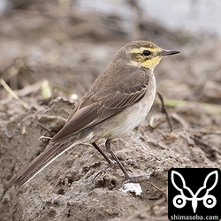 こちらも(キマユ)ツメナガセキレイ第1回冬羽。