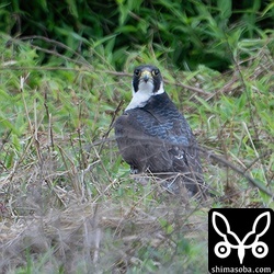 若いハヤブサ。2cyと思われます。