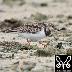 海岸で座って待っていたら目の前までキョウジョシギが寄ってきました。