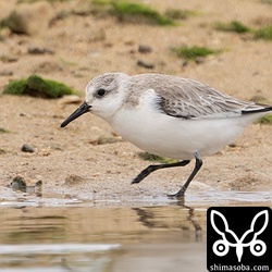 ミユビシギ第1回冬羽。石垣島では越冬個体は少ないです。