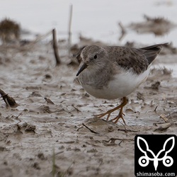 オジロトウネンはいつも2〜3羽でやってきますが、今回は12羽の群れでした。