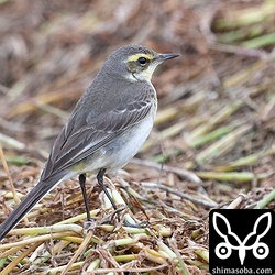 (キマユ)ツメナガセキレイ第1回冬羽。