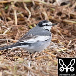 ハクセキレイのメス冬羽。
