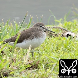 クサシギ第1回冬羽。