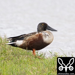 ハシビロガモのオス。エクリプスから生殖羽へ移行中。