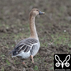 オオヒシクイは2羽滞在。