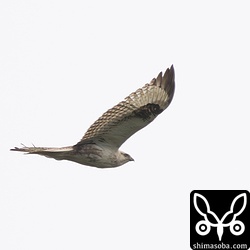 通りすがりのオオノスリ。今季は島内に3羽いるようです。