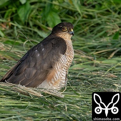 カタグロトビとバトルしていたハイタカ。石垣島で観察するのは、ほとんど幼鳥なのでオスの成鳥を近くで見られて得した気分です。