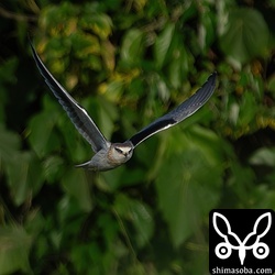 上のカタグロトビは別場所で巣立った幼鳥。1羽だけのようでした。目の色は成鳥とは全く違っています。こことは別の場所では2羽のヒナが初飛行。石垣島のカタグロトビは季節を問わず、1年に2回ほど繁殖しているようです。