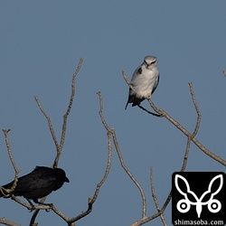 しばらくするとカラスが2羽やってきてカタグロトビを追い払ってしまった。カタグロトビは近くの電柱で交尾していたので、この付近で繁殖するものと思われます。