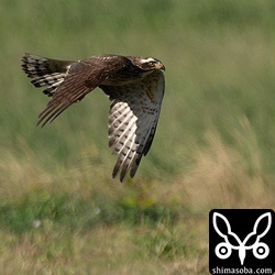 上と同個体。これぐらい離れているとブラインドも不用ですね。