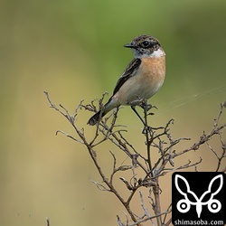 ノビタキのオスが飛来していました。島内には数羽が滞在中です。