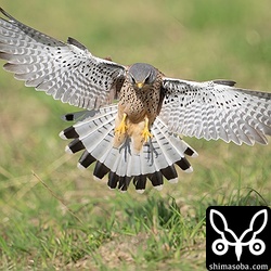 警戒心のうすい個体で、ブラインドを張って観察していると目の前で狩りをすることもありました。