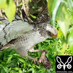 水路でカエルを捕まえたカンムリワシの幼鳥。