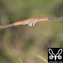 牧草地でチョウゲンボウが狩り。ケラやバッタを捕まえていました。