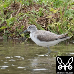 アオアシシギ第1回冬羽。