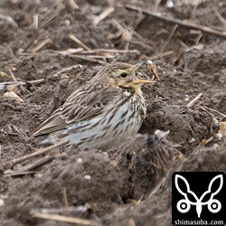 天気が荒れるといつもは警戒心の強いムネアカタヒバリが観察しやすくなります。