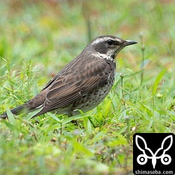 ツグミのメス成鳥。別の場所にハチジョウツグミも越冬中ですが、この冬はツグミの仲間が全体的に少ない。