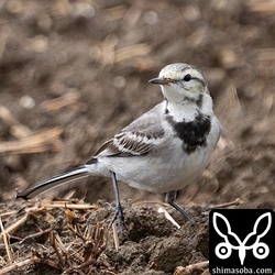 今季のタイワンハクセキレイは少なめ。ホオジロハクセキレイはいつにも増して多いです。ハクセキレイはいつも通り。沖縄本島ではメンガタハクセキレイが出たので石垣島でも期待しているのですが…。^^;