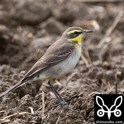 (キマユ)ツメナガセキレイ第1回冬羽。