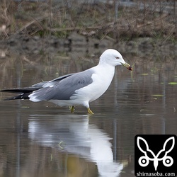 ウミネコはすでに夏羽。今季は2羽確認。