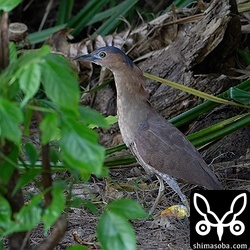 ズグロミゾゴイのオス成鳥。