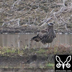 石垣島や沖縄では珍鳥のトビ。10年に1回程度の頻度で確認されますが、幼鳥ばかりです。