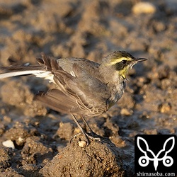 (キマユ)ツメナガセキレイ第1回冬羽。