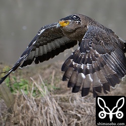 カンムリワシ成鳥。獲物を食い終わっていつもの止まり木に帰る。