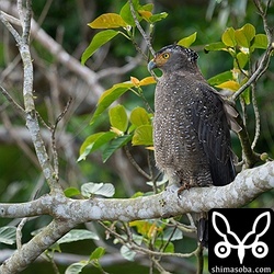 田んぼのカンムリワシ。