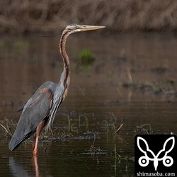 ムラサキサギ成鳥。足が婚姻色で色づいています。